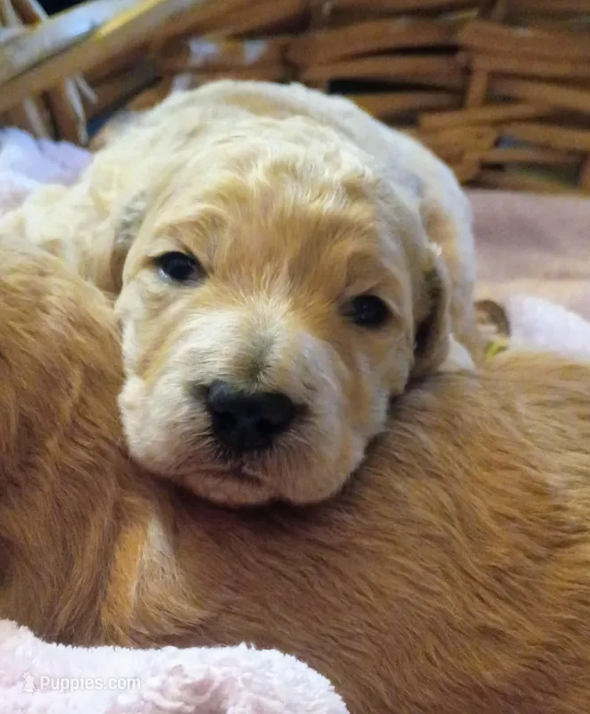 Marshmallow  – Goldendoodle puppy for sale in Munith, MI