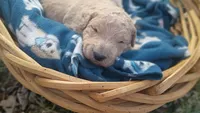 Squirrel , a male Goldendoodle for sale in Munith, MI – Photo 1 of 2