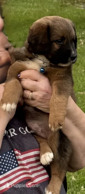 Chewbacca – German Shepherd Dog, Labrador Retriever puppy for sale in Princes Lakes, IN
