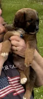 Chewbacca, a male German Shepherd Dog and Labrador Retriever for sale in Princes Lakes, IN – 1 of 2
