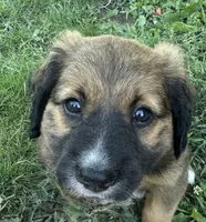 Chewbacca, a male German Shepherd Dog and Labrador Retriever for sale in Princes Lakes, IN – 2 of 2