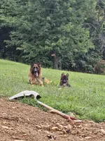 Blossom , a female German Shepherd Dog for sale in Loysville, PA – 5 of 5