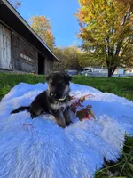 Flicka, a female German Shepherd Dog for sale in Loysville, PA – 1 of 3