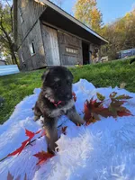 Flannel, a male German Shepherd Dog for sale in Loysville, PA – 3 of 3