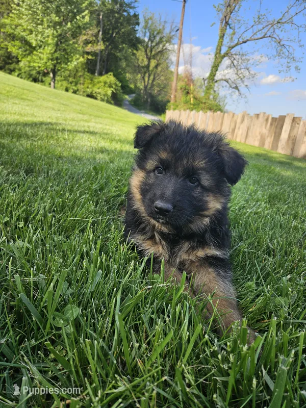 Echo – German Shepherd Dog puppy for sale in Loysville, PA