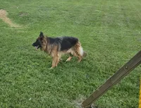 Eclipse, a male German Shepherd Dog for sale in Loysville, PA – 5 of 8