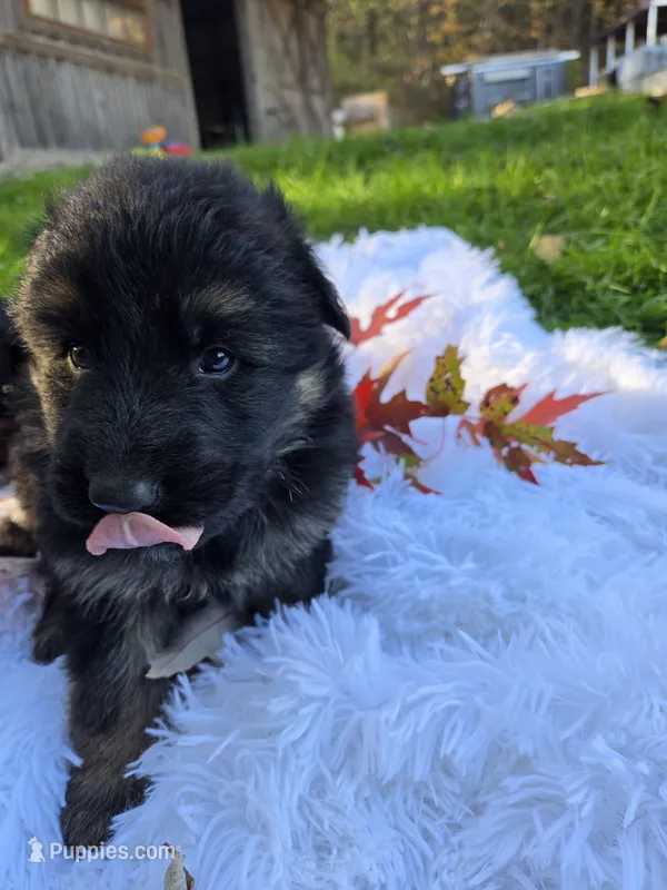 Flossie – German Shepherd Dog puppy for sale in Loysville, PA