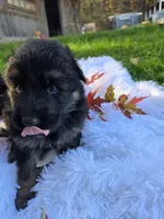 Flossie, a female German Shepherd Dog for sale in Loysville, PA – 1 of 3