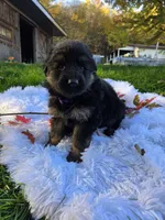 Flossie, a female German Shepherd Dog for sale in Loysville, PA – 2 of 3