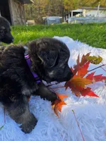 Flossie, a female German Shepherd Dog for sale in Loysville, PA – 3 of 3