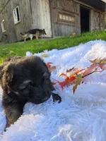 Fiona, a female German Shepherd Dog for sale in Loysville, PA – 3 of 4