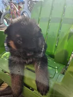 Eddie, a male German Shepherd Dog for sale in Loysville, PA – Photo 1 of 2