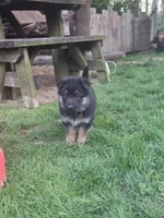 Eddie, a male German Shepherd Dog for sale in Loysville, PA – Photo 5 of 7