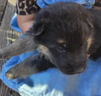 Eddie, a male German Shepherd Dog for sale in Loysville, PA – Photo 2 of 2