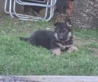 Eddie, a male German Shepherd Dog for sale in Loysville, PA – Photo 4 of 7