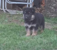 Eddie, a male German Shepherd Dog for sale in Loysville, PA – Photo 6 of 7