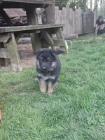 Eddie, a male German Shepherd Dog for sale in Loysville, PA – Photo 7 of 7