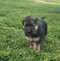 Eddie, a male German Shepherd Dog for sale in Loysville, PA – Photo 2 of 7