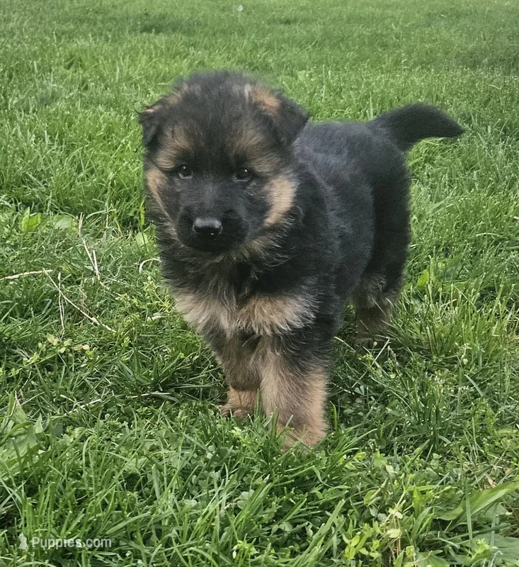Eddie – German Shepherd Dog puppy for sale in Loysville, PA