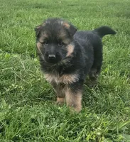 Eddie, a male German Shepherd Dog for sale in Loysville, PA – Photo 1 of 7