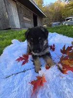 Fiji, a female German Shepherd Dog for sale in Loysville, PA – 2 of 3