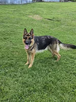 Echo, a male German Shepherd Dog for sale in Loysville, PA – 2 of 3