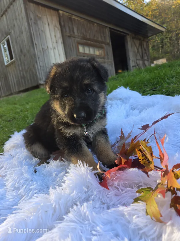 Foxy – German Shepherd Dog puppy for sale in Loysville, PA