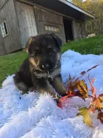 Foxy, a male German Shepherd Dog for sale in Loysville, PA – 1 of 3