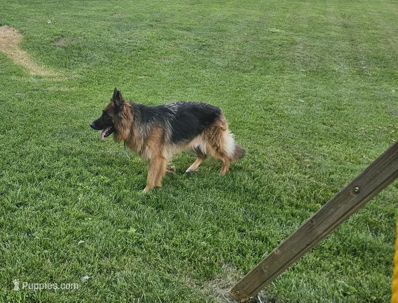 Blossom  – German Shepherd Dog puppy for sale in Loysville, PA