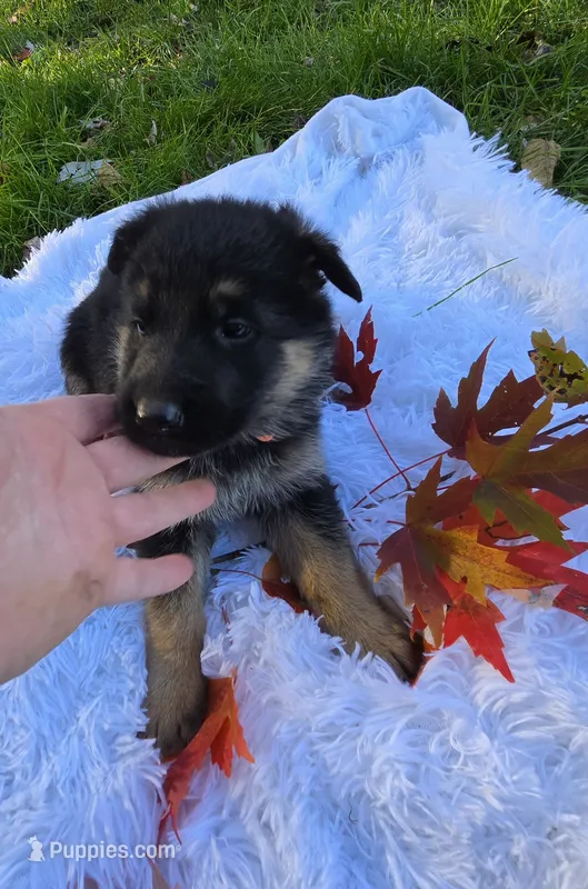 Fiji – German Shepherd Dog puppy for sale in Loysville, PA