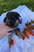 Fiji, a female German Shepherd Dog for sale in Loysville, PA – 1 of 3