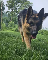 Hunter , a male German Shepherd Dog for sale in Loysville, PA – 4 of 4