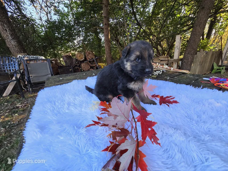 Flame – German Shepherd Dog puppy for sale in Loysville, PA