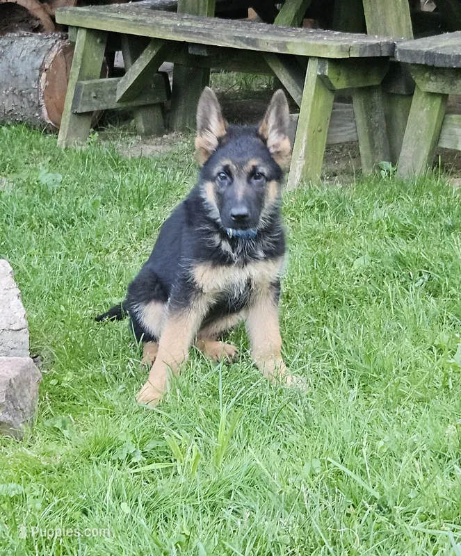 Erlow – German Shepherd Dog puppy for sale in Loysville, PA