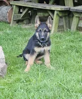 Erlow, a male German Shepherd Dog for sale in Loysville, PA – 2 of 4