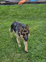 Eclipse, a male German Shepherd Dog for sale in Loysville, PA – 7 of 8