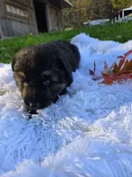 Fiona, a female German Shepherd Dog for sale in Loysville, PA – 2 of 4