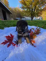 Finley, a male German Shepherd Dog for sale in Loysville, PA – 2 of 3