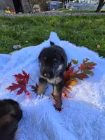 Flicka, a female German Shepherd Dog for sale in Loysville, PA – 2 of 3