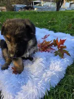 Foxy, a male German Shepherd Dog for sale in Loysville, PA – 3 of 3