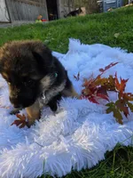 Foxy, a male German Shepherd Dog for sale in Loysville, PA – 2 of 3