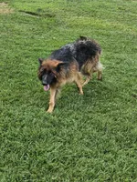 Echo, a male German Shepherd Dog for sale in Loysville, PA – 3 of 3