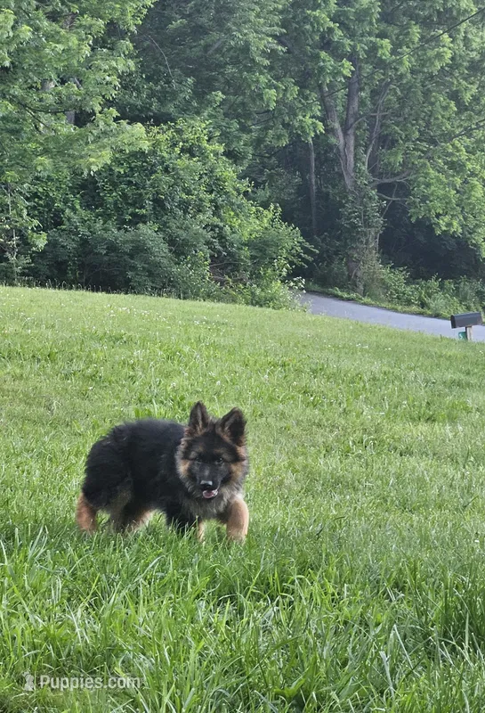 Elsa – German Shepherd Dog puppy for sale in Loysville, PA