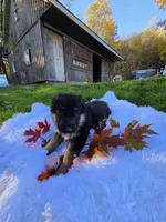 Finley, a male German Shepherd Dog for sale in Loysville, PA – 1 of 3