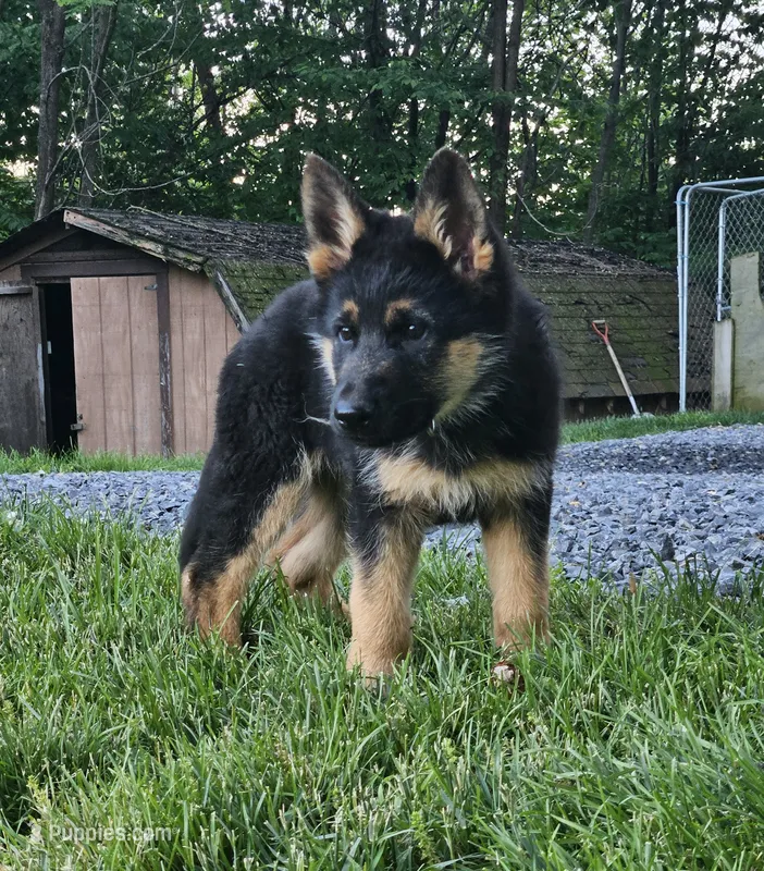 Echo – German Shepherd Dog puppy for sale in Loysville, PA