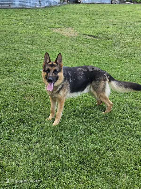 Hunter  – German Shepherd Dog puppy for sale in Loysville, PA