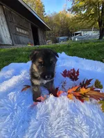 Flicka, a female German Shepherd Dog for sale in Loysville, PA – 3 of 3