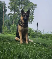 Hunter , a male German Shepherd Dog for sale in Loysville, PA – 3 of 4