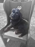 Lila, a male Goldendoodle for sale in Loysville, PA – Photo 4 of 6