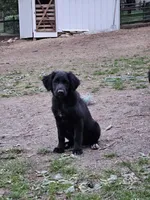 Lila, a female Goldendoodle for sale in Loysville, PA – 1 of 1